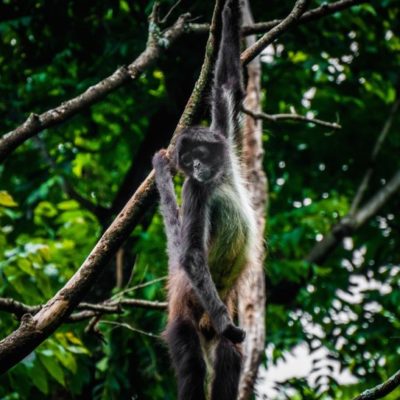 howler monkey eco tour