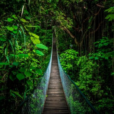 jungle bridge in guatemala