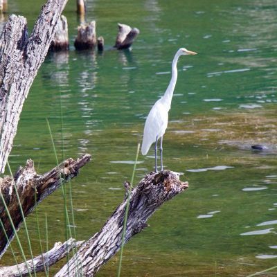 lake atitlan wildlife tour