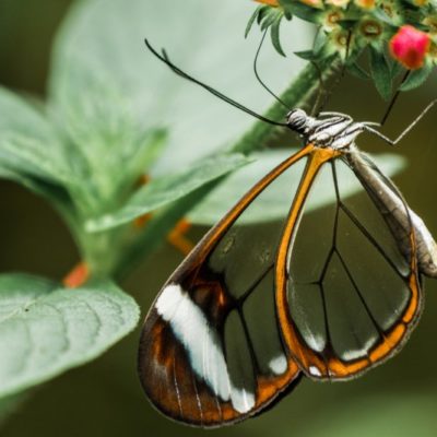 beautiful butterfly nature